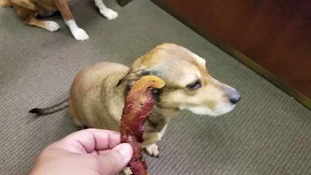 Can Dogs Eat Off Bacon
