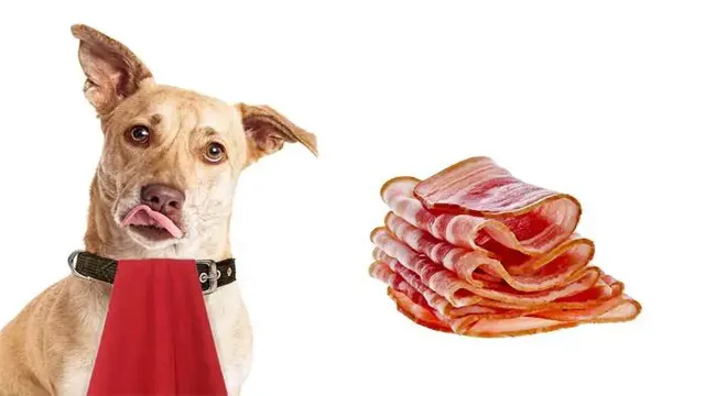 Can Dogs Eat Off Bacon
