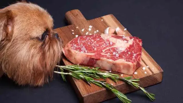 Can Dogs Eat Off Steak