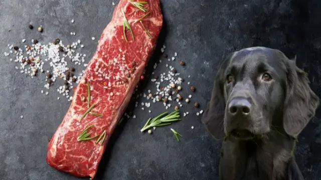 Can Dogs Eat Off Steak
