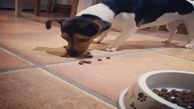 Can Dogs Eat Off The Floor