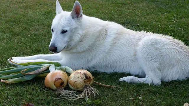 Can Dogs Eat Onions Uk