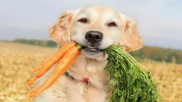 Can Dogs Eat Only Vegetables