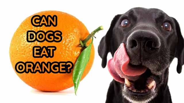 Can Dogs Eat Orange Fruit