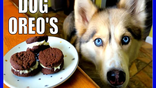 Can Dogs Eat Oreo Biscuit