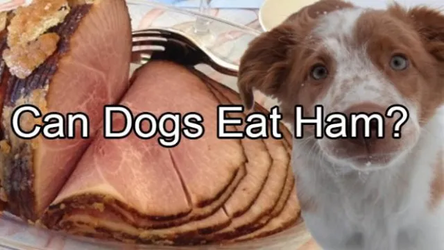 Can Dogs Eat Out Of Date Ham