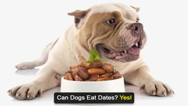 Can Dogs Eat Out Of Date Meat