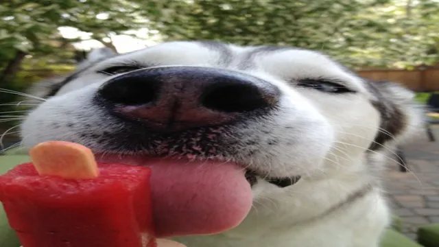 Can Dogs Eat Outshine Popsicles