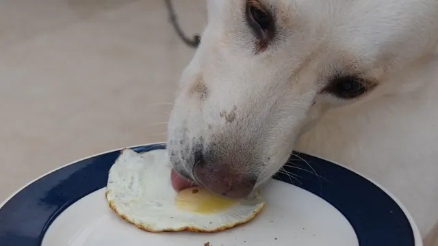 Can Dogs Eat Over Easy Eggs