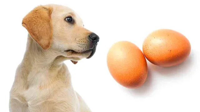 Can Dogs Eat Over Medium Eggs