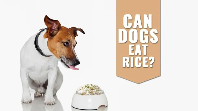 Can Dogs Eat Overcooked Rice