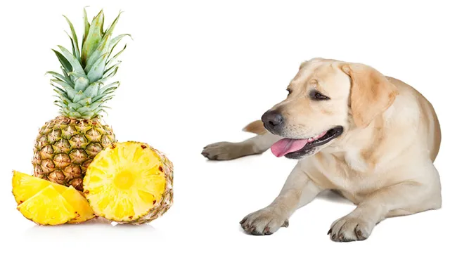 Can Dogs Eat Pineapple What