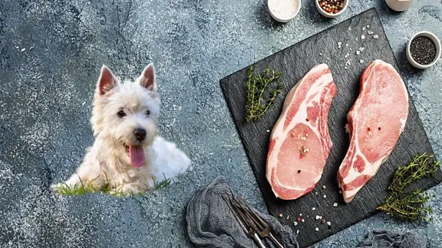 Can Dogs Eat Pork Shoulder Meat