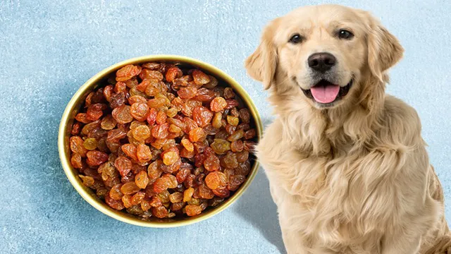 Can Dogs Eat Raisins Why