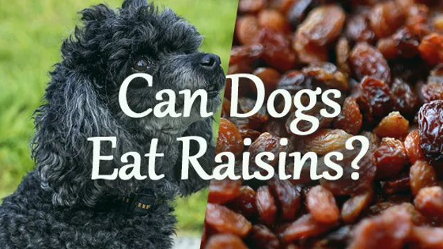Can Dogs Eat Chorizo