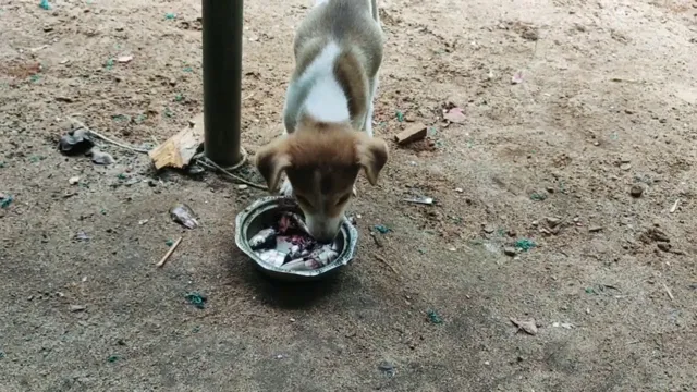 Can Dogs Eat Rajma