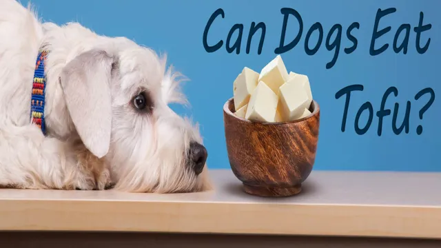 Can Dogs Eat Tofu Raw