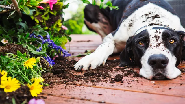 Can Dogs Eat Top Soil