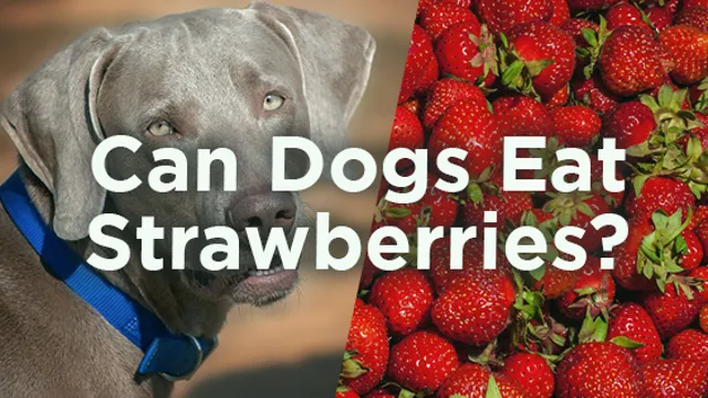 Can Dogs Eat Tops Of Strawberries