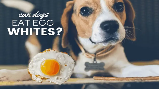 Can Dogs Eat Undercooked Eggs