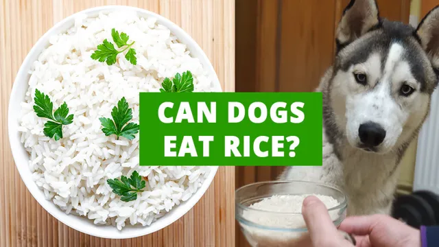 Can Dogs Eat Undercooked Rice