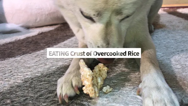 Can Dogs Eat Undercooked Rice