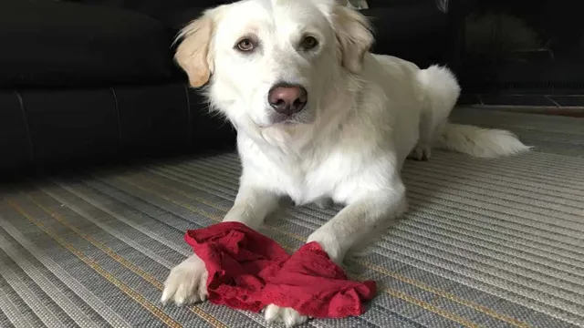 Can Dogs Eat Underwear