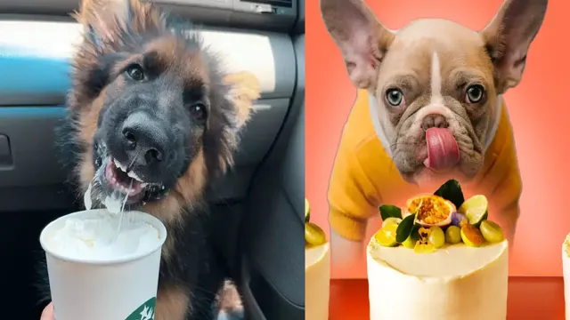 Can Dogs Eat Vanilla Essence