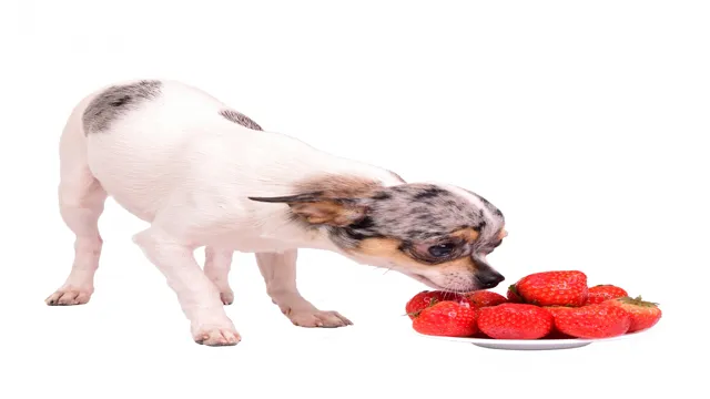 Can Dogs Eat Vegetarian Food
