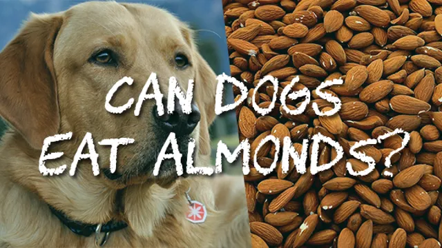 Can Dogs Eat Wasabi Almonds