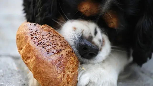 Can Dogs Eat Wheat Roti