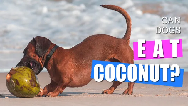 Can Dogs Eat Whole Coconuts