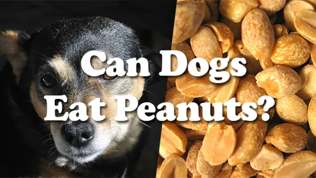 Can Dogs Eat Whole Peanuts