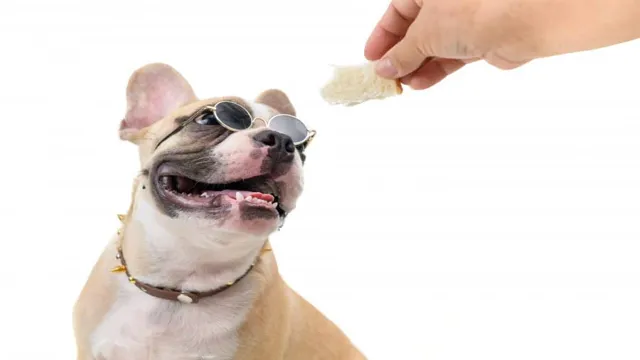 Can Dogs Eat Wholemeal Bread