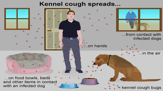Can Dogs Eat With Kennel Cough