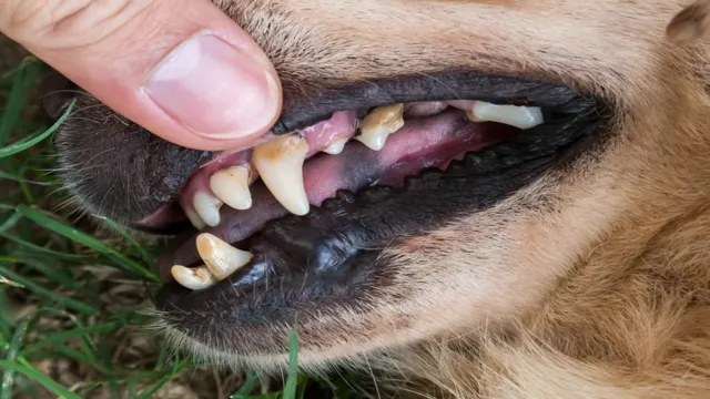 Can Dogs Eat Without Canine Teeth