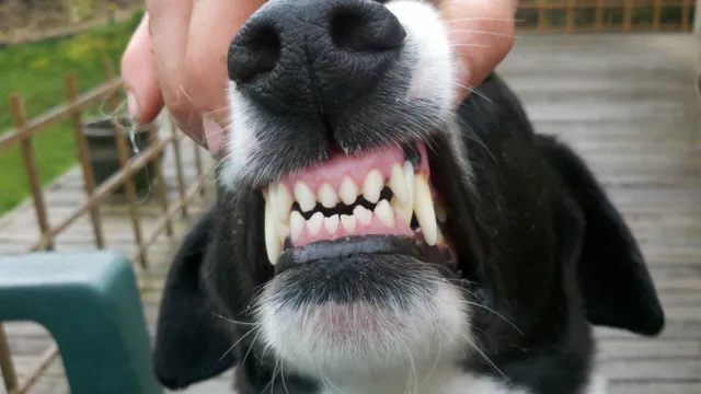 Can Dogs Eat Without Front Teeth