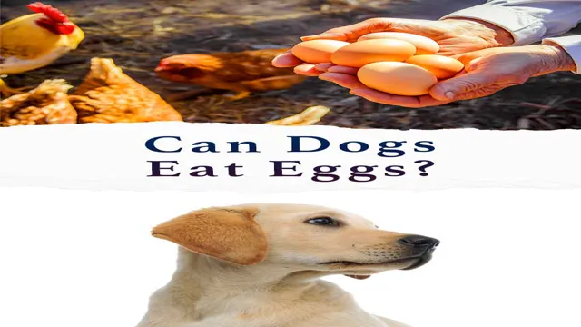 Can Dogs Eat Yellow Egg