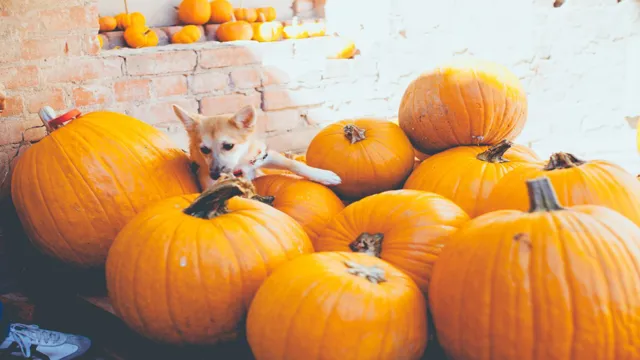 Can Dogs Eat Yellow Pumpkin