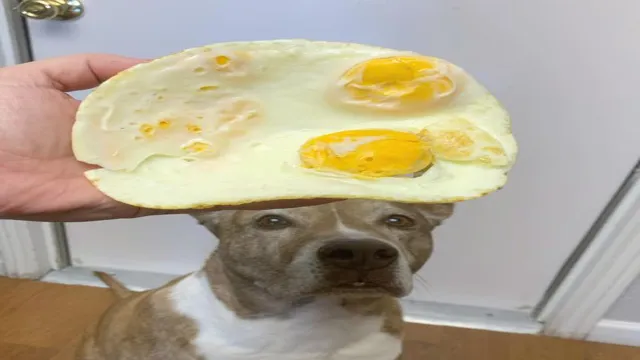Can Dogs Eat Yolk Of Egg