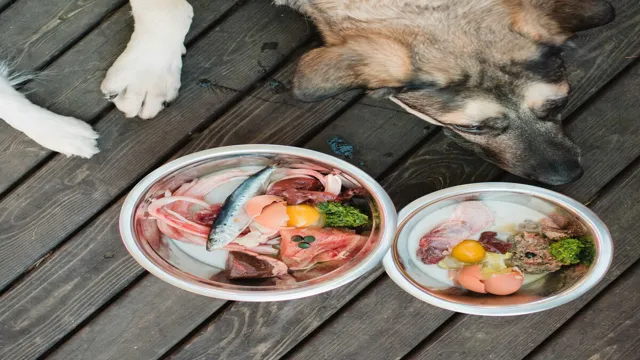 How Can Dogs Eat Raw Food