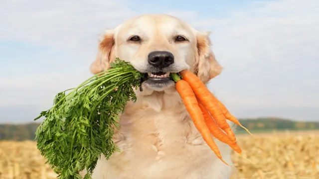 How Can Dogs Eat Raw Food