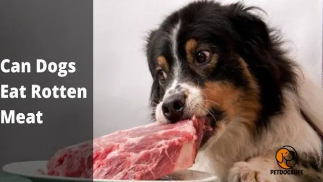 How Can Dogs Eat Rotten Meat