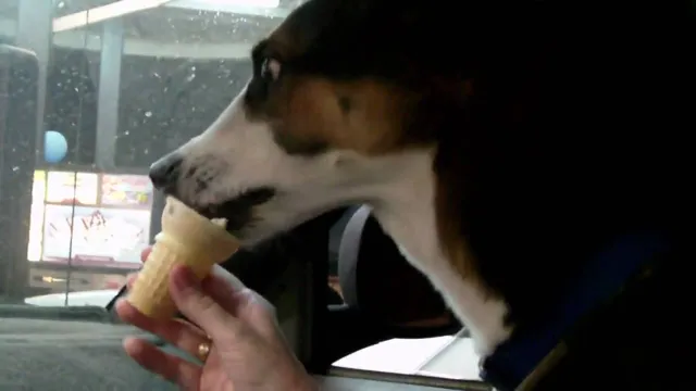 How Can Dogs Eat With A Cone