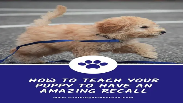 How To Teach Your Dog A Recall