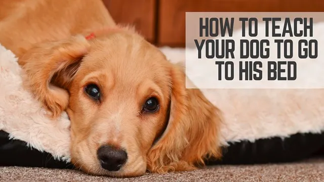 How To Teach Your Dog Bed
