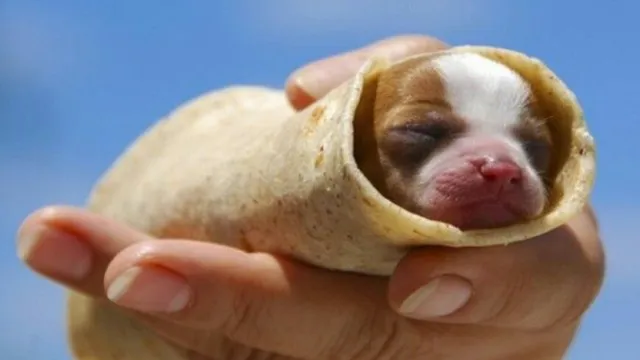 How To Teach Your Dog Burrito