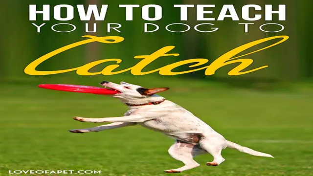 How To Teach Your Dog Catch