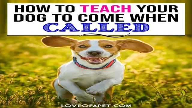 How To Teach Your Dog Come