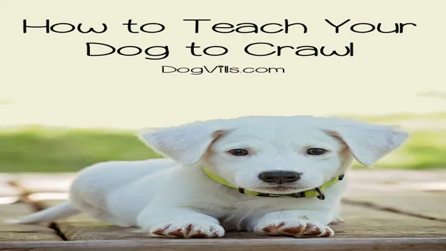 How To Teach Your Dog Crawl